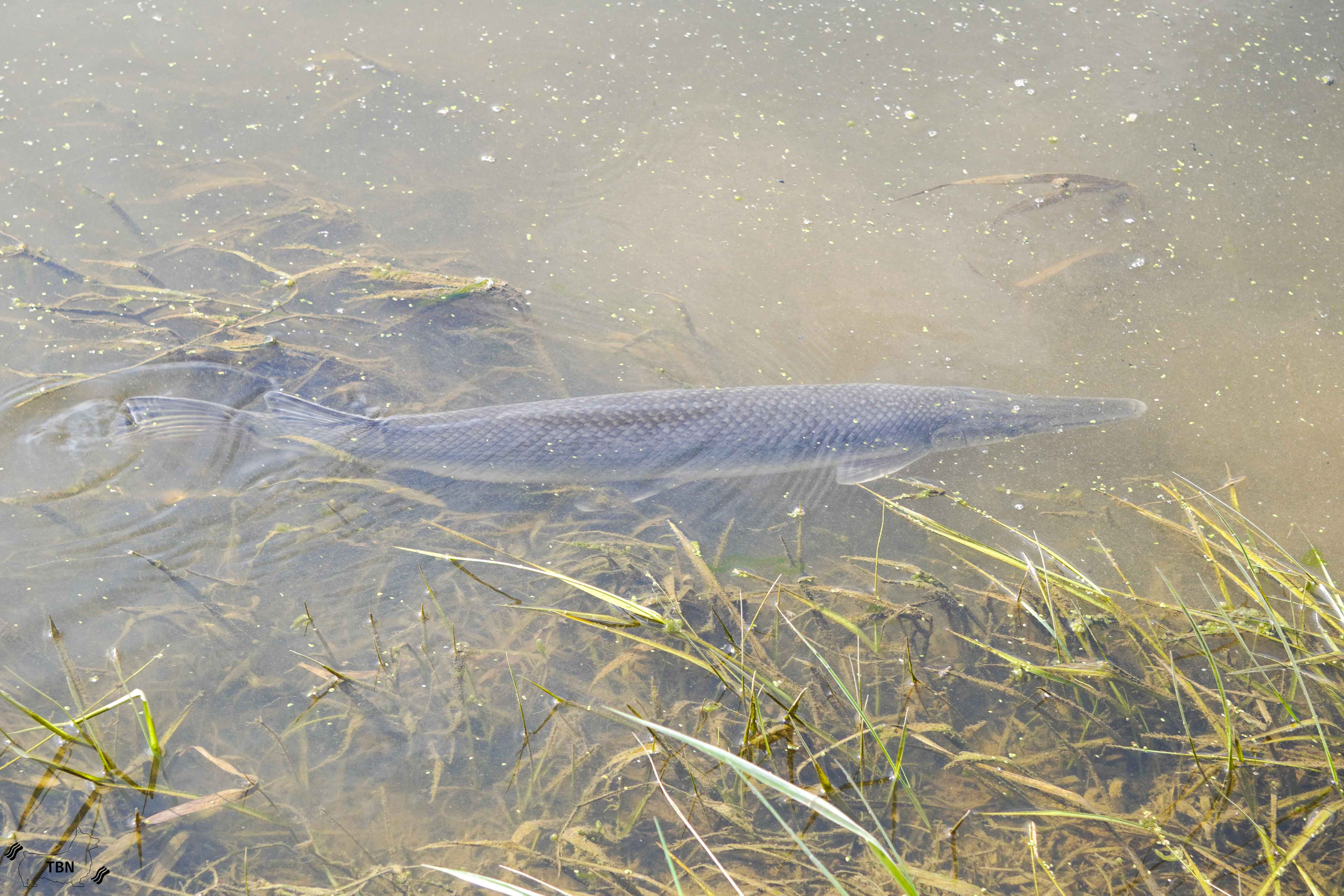 Short-nosed Gar